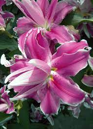 Pin On Beau Jardin