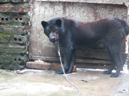 Jun 23, 2021 · alaskans are used to seeing bears in their neighborhoods. 11 Unrecognized Mastiff Type Dogs From Asian Countries Hubpages