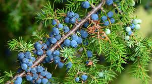 Wacholderbeeren im onlinesupermarkt kaufen ✔ gratislieferung für neukunden ✔ lieferung zum wunschtermin » jetzt beim testsieger rewe bestellen! Wacholder Kostbare Natur