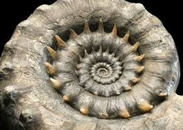 Ammonoid or ammonites are an extinct group of marine animals of the subclass ammonoidea in the class cephalopoda, phylum mollusca. Secrets Of The Ammonites