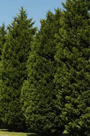 Grow in a sheltered spot in sun or part shade. 7 Fast Growing Evergreen Trees And Shrubs