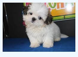 Maybe you would like to learn more about one of these? Shih Tzu For Sale Near Me Dog Breed
