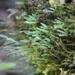 Image result for Cochlidium serrulatum