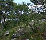 Image result for Indigofera lyallii