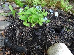 We did not find results for: 4 Uses For Charcoal And Ash With Photos Dengarden