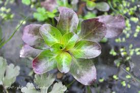 Image result for Ludwigia adscendens