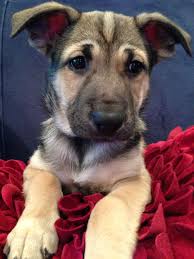 We did not find results for: German Shepherd French Bull Dog Mix American Bulldog American Bull Dog Mixes