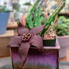 Image result for Stapelia
