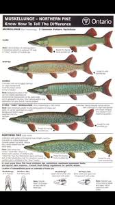 Fishing Chart Fishing Flyfishing Bassfishing