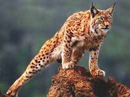 Un excéntrico y caprichoso millonario llamado noé quiere. Donde Vive El Lince Einstein Journal