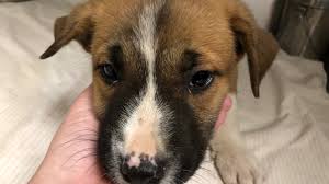 Pet friendly hotels in tucson. Pet Adoption Fees Waived At These Tucson Petsmart Locations May 17 19