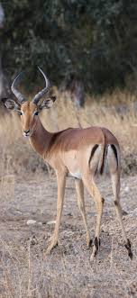 A Curious Impala Africa Wildlife Animals Africananimals Impala Impala Animal Animals Wildlife Animals