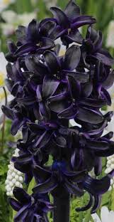 Although these flowers are not technically black, deep shades of red and purple are what make up their dark appearance. Pin On Garden