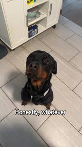 Rottweiler Adventures at the Apple Orchard