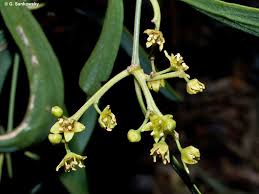 Image result for Ventilago