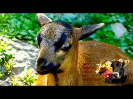 Wolle und fleisch liefern sie kaum. Kamerunschafe Alte Nutztierrassen Folge 41 Haarschafe Aus Westafrika Cameroon Sheep Schafe Youtube