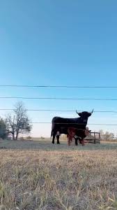 Don’t squat with your spurs on, #scottishhighlander #ootd #whoabay  #wranglerbutts , #westerninspo