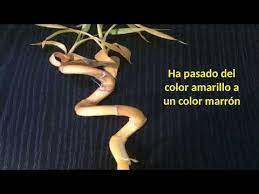 El Bambu De La Suerte Puede Desarrollar Hojas Amarillas O Un Tallo Amarillo Por Varias Razones La Bambu De La Suerte Plantas De Bambu Plantas De Buena Suerte