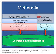 However, the underlying mechanisms of action remain elusive. Mechanism Of Action Of Metformin Download Scientific Diagram