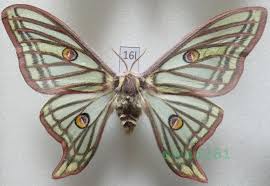 Image result for Syngrapha hochenwarthi