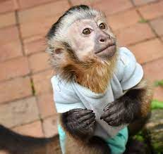 How to get a monkey. Capuchin Monkey For Sale Adorable Capuchin Monkeys Online