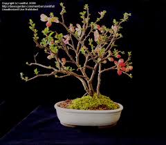 They produce multitudes of very showy coral red flowers in march, which are beautifully displayed by the elegant. Trees Shrubs And Conifers Why Does Flowering Quince Only Bloom At The Bottom 1 By Smitful