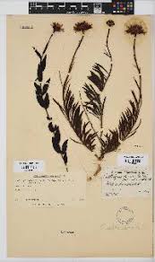 Image result for Callilepis laureola