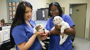 Our talented team of doctors recognizes it's essential that we get to know each pet and their owners so. Blue Cross Vets Near Me Cheap Buy Online