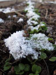 What S Overwintering Growing Vegetables Growing Food Plants