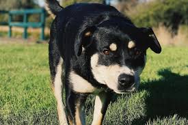 rottweiler husky mix size temperament shedding