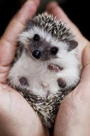 Definitely An Opportunistic Eater Hedgehogs Is One Of The Most Interesting Pets Nowadays But How Much Do You Tak Cute Animals Baby Animals Cute Baby Animals