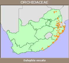 Image result for Eulophia ensata