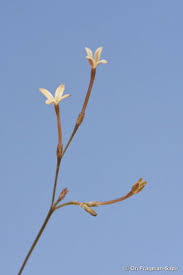 Image result for Kohautia caespitosa