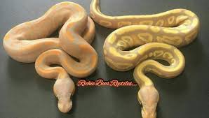 Check spelling or type a new query. Richie Boo S Ball Python S Posts Facebook