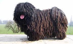 Puli Dog Grooming Pets Photos Puli Dog Puli Dog Breed Dog Breeds