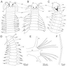Posted by ionut —general, masini — no comments. Diversity Free Full Text The Current State Of Eunicida Annelida Systematics And Biodiversity Html
