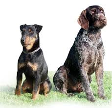 Image result for jagdteriér