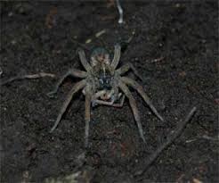 A male black widow spider prepares to mate with a female. Creepy Cannibalism Why Female Spiders Eat Mates Live Science