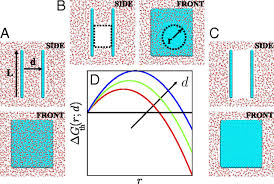 In florida, it is known by a variety of names. Pathways To Dewetting In Hydrophobic Confinement Pnas