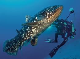 Image result for Coelachne