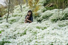 台中賞楓來沐心泉賞黃金楓樹與白雪木 這有深秋最美的風景 遇見天使 angela couple photos scenes photo