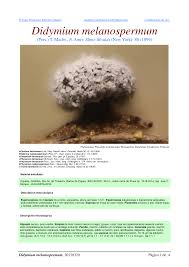 Image result for Melanospermum