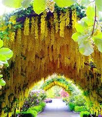 Laburnum Whidbey I Blumen Garten Liebe Diy Garten Ideen Colorful Garden Garden Deco Amazing Gardens