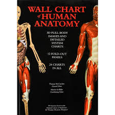 Wall Chart Of Human Anatomy