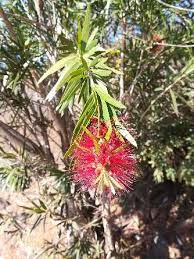 Image result for Pentarrhinum insipidum