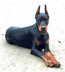 Champion European Doberman Puppies For Sale Ckc Doberman Puppies For Sale Ckc Doberman Breeders European Doberman Doberman Puppy Doberman Puppies For Sale