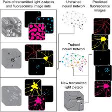 We did not find results for: In Silico Labeling Predicting Fluorescent Labels In Unlabeled Images Sciencedirect