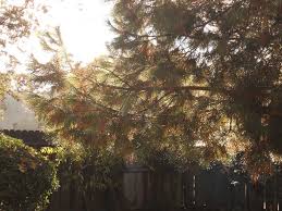 Backyard_Pine