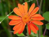 Image result for Bidens oligoflora