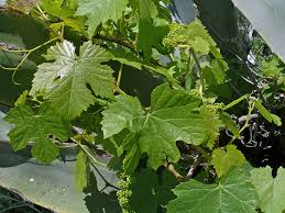 Image result for Vitis vinifera
